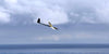 Typhoon plus  F3F X Tail - RCRCM.com - 12